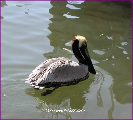 Oak Island-Pelican 