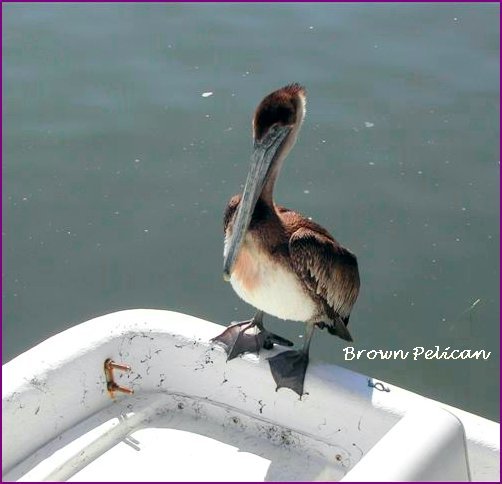 Oak Island-Pelican